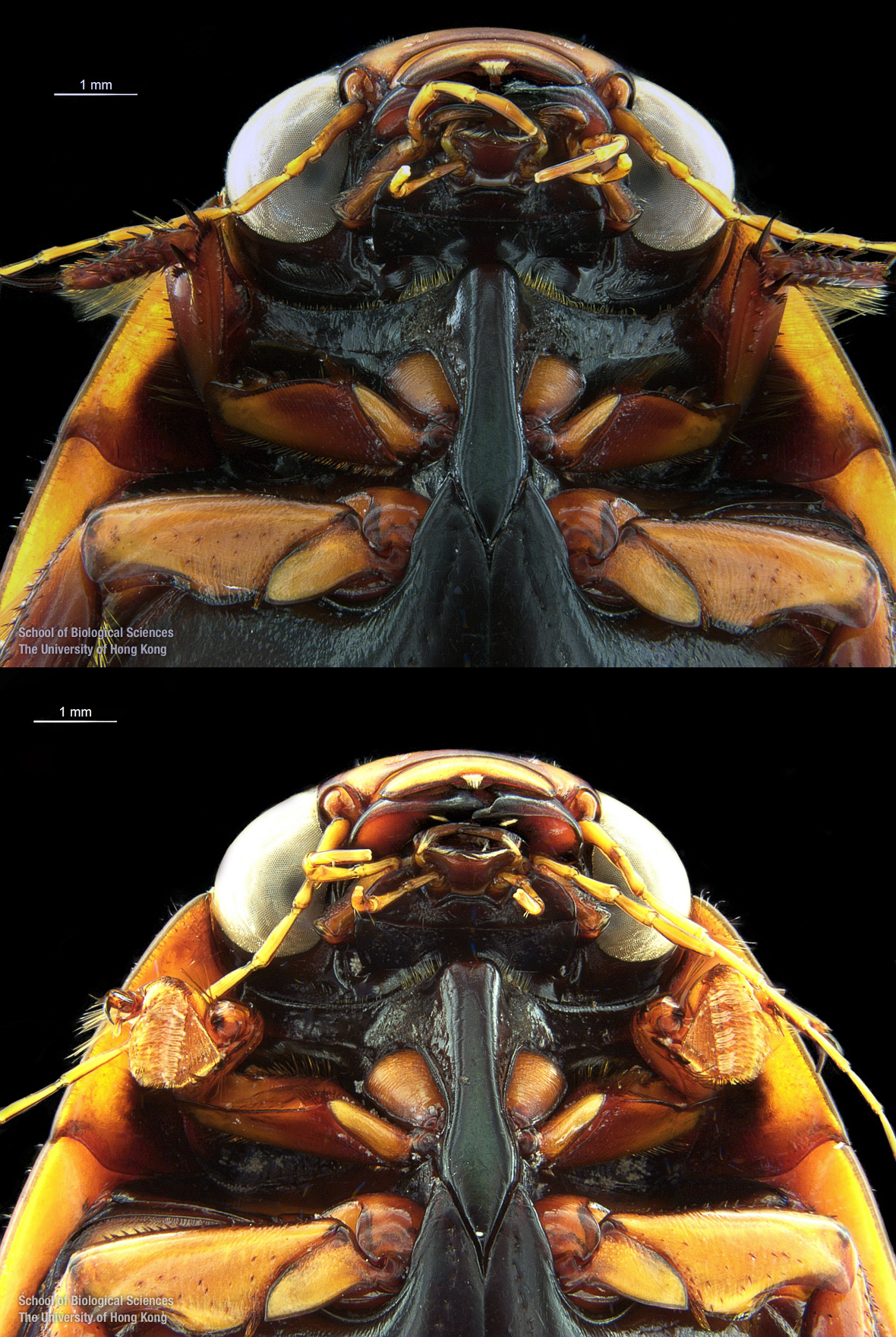 Head in ventral view